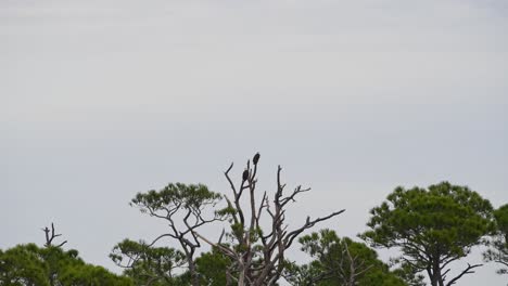 Pair-of-bald-eagles-perched-in-a-tree-on-overcast-day