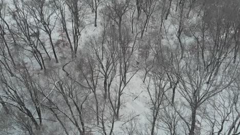 Person-Hiking-Through-Snow-Covered-Forest-Drone-Aerial-Hills-Leafless-Trees-Flyover