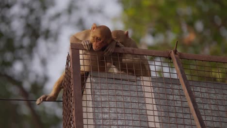 Close-up-of-monkey-leaning-on-metal-structure-sleeping-in-city