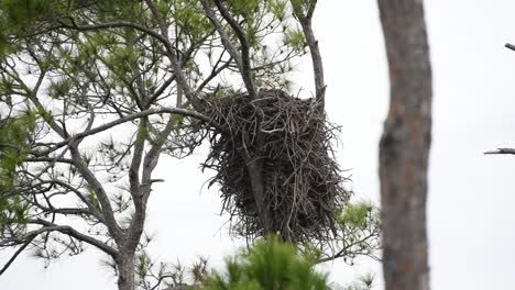 Erwachsener-Weißkopfseeadler-Und-Küken-In-Einem-Nest