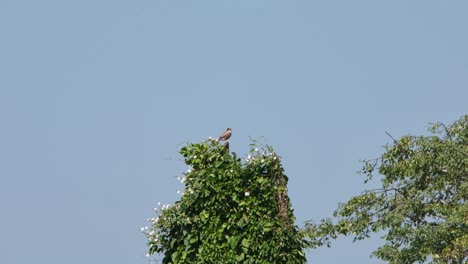Seen-on-top-of-a-tree-looking-around-with-a-fantastic-blue-sky-background,-Rufous-winged-Buzzard-Butastur-liventer,-Thailand