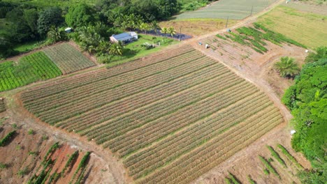 Cultivated-fields-at-Guadeloupe.-Aerial-tilt-down-forward