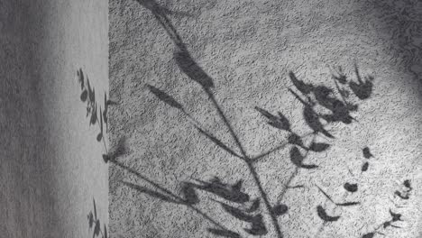 Plant-tree-leaf-flower-blooming-shadow-on-black-grey-wall-background-animation