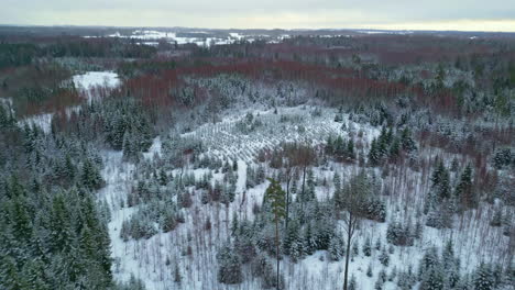 Old-forest-with-new-young-tree-plantation-in-middle,-aerial-drone-view-in-winter-season
