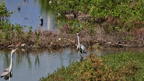 Seen-wading-in-the-water-and-then-one-on-the-left-side-comes-out-as-well,-Grey-Heron-Ardea-cinerea,-Thailand
