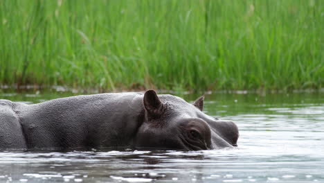Close-up-View-Of-A-Hippo-Surfacing-River-In-Africa