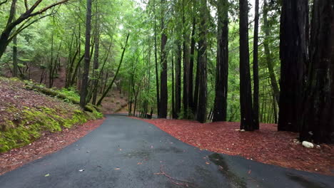 Gepflasterte-Wege-Entlang-Der-Mammutbäume-Am-Muir-Woods-National-Monument-Im-Marin-County,-Kalifornien