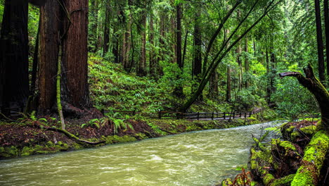 Time-lapse-of-hikers-at-a-river-in-the-Muir-Woods-National-Monument,-in-CA,-USA