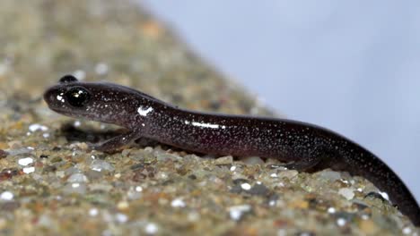 Full-body-view-of-dark-salamander-with-black-eyes-and-grey-spots,-light-shines-on-wet-slimy-skin