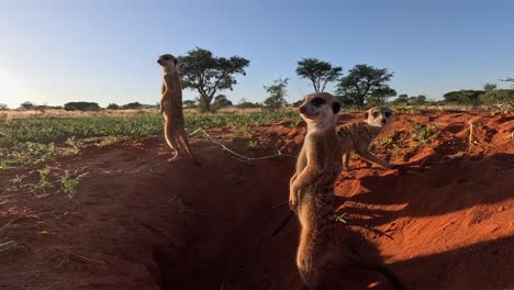 Suricate-Meerkats-basking-in-the-early-morning-sunshine-beside-their-burrow,-scanning-the-area-for-danger-and-predators-in-the-Southern-Kalahari