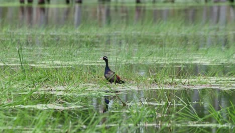 Facing-to-the-left-while-the-camera-slides-to-the-right-as-it-zooms-out,-Bronze-winged-Jacana-Metopidius-indicus,-Thailand