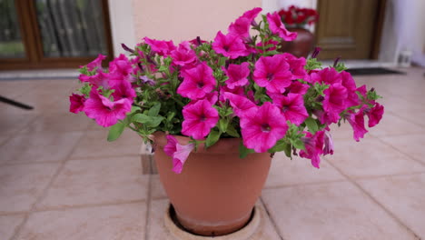 Petunia-planted-in-a-flowerpot-while-wind-blows