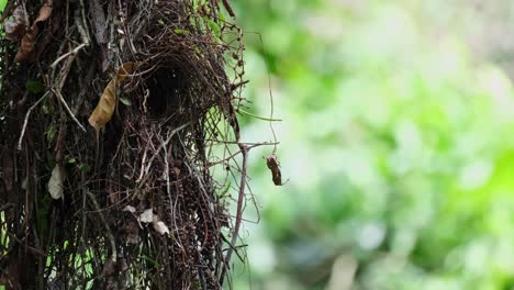 Ein-Nest,-Das-Sich-Mit-Dem-Wind-Im-Wald-Bewegt,-Düsterer-Breitschnabel-Corydon-Sumatranus,-Thailand