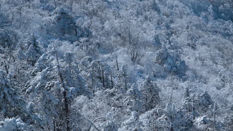 Tilt-Up-From-Snowcapped-Balwangsan-Mountain-Frozen-Forest-to-Daegwallyeong-Mountains-Chain-Valley-in-Pyeongchang-gun,-Gangwon-do-South-Korea---aerial