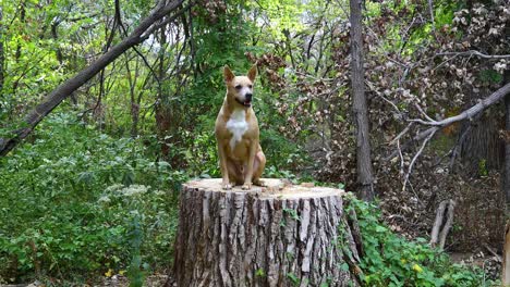 This-is-a-static-video-of-a-Carolina-Dog-sitting-on-a-tree-stump