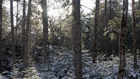 Snow-flurries-blow-around-tree-canopy-understory-with-dusting-along-shrubs