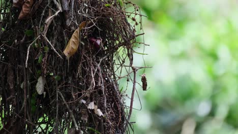 Herauszoomen-Zeigt-Diesen-Vogel,-Der-Sich-Mit-Dem-Kopf-An-Der-Mündung-Seines-Nestes-Umschaut,-Düsterer-Breitschnabel-Corydon-Sumatranus,-Thailand