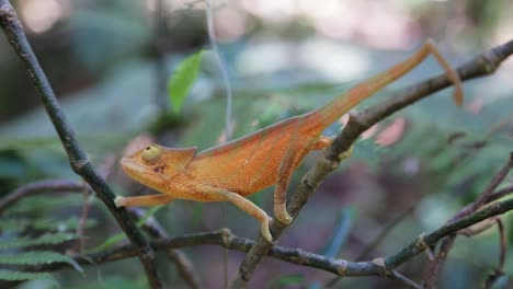 Kleines-Orangefarbenes-Chamäleon-Mit-Klapphals-Bewegt-Sich-Langsam-Auf-Einem-Ast-Im-Regenwald-Madagaskars