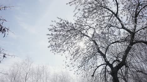 Sun-Shining-Through-Branches-Of-Ice-covered-Trees-In-Winter-In-Galati,-Romania