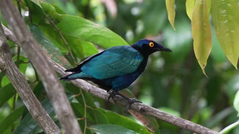 Exotic-purple-glossy-starling-with-eye-catching-appearance,-striking-iridescent-plumage-perched-on-tree-branch-and-wondering-around-its-surrounding-environment,-close-up-shot