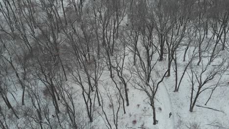 Person-Hiking-Through-Snow-Covered-Forest-Drone-Aerial-Hills-Leafless-Trees