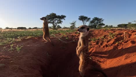 Suricate-Meerkats-basking-in-the-early-morning-sunshine-beside-their-burrow,-scanning-the-area-for-danger-in-the-Southern-Kalahari