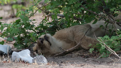 Sleeping-Lion-Amongst-Bushes-In-Wild-Safari-Park