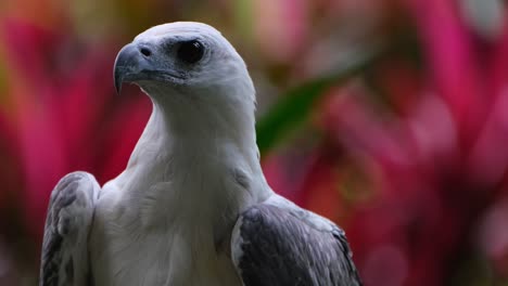 Die-Kamera-Zoomt-Heran-Und-Blickt-Dann-Direkt-In-Die-Kamera,-Weißbauchseeadler-Haliaeetus-Leucogaster,-Philippinen