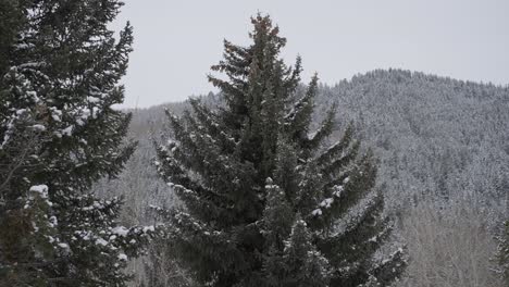 Conifer-Trees,-Mountain-Landscape-Snowy-Fields-and-Snowflakes-on-Cold-Winter-Day-Slow-Motion