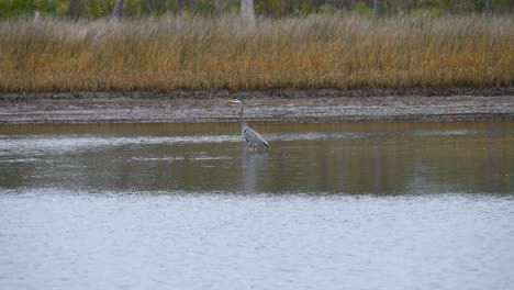 Great-Blue-heron-wading-and-looking-for-fish-to-eat