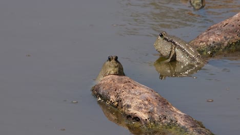 Two-individuals-resting-on-pieces-of-driftwood,-Gold-spotted-Mudskipper-Periophthalmus-chrysospilos,-Thailand