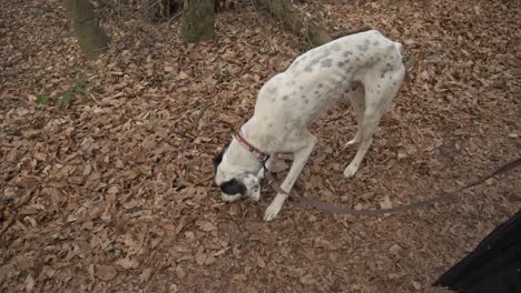 A-Setter-dog-enjoying,-walking,-playing-in-the-forest