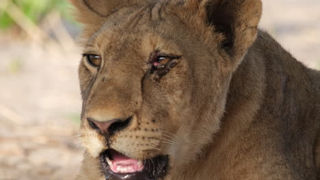 An-Observation-of-a-Female-Lion-Panting---Close-Up