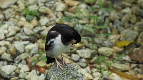Javan-pied-starling-perched-on-a-rock,-preening,-grooming-and-cleaning-its-feathers,-close-up-shot-of-a-critically-endangered-bird-species