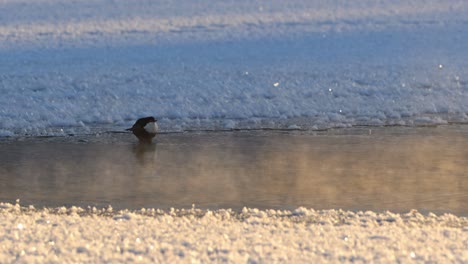 White-throated-dipper-perching-on-frozen,-misty-riverbank-at-dawn,-Voss,-Norway