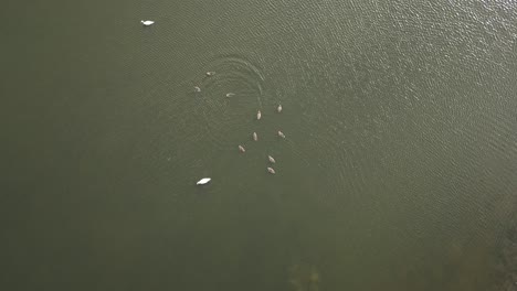 Cisne-Con-Patitos-Nadando-En-Un-Gran-Lago