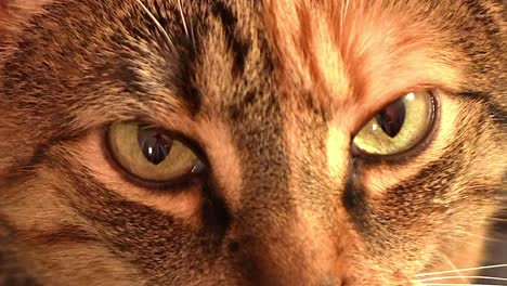 Marvelous-deep-orange-tabby-cat-eyes-with-soft-gentle-feline-features,-closeup