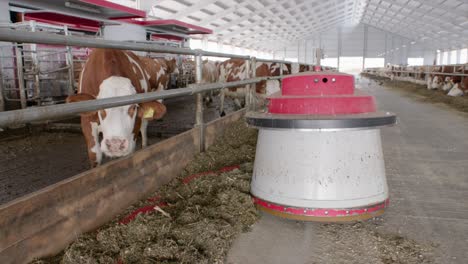 Fütterungsroboter-Schiebt-Futter-Für-Kühe-Im-Modernen-Kuhstall