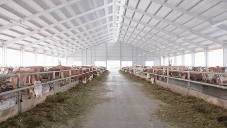 Herd-of-cows-in-modern-bright-cowshed