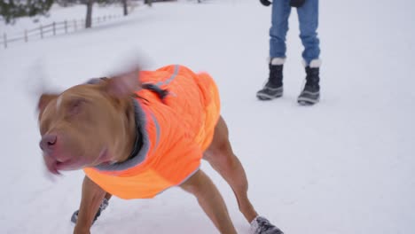 Zeitlupe-Eines-Pitbull-Hundes-In-Der-Winterjacke,-Der-An-Einem-Kalten-Tag-Im-Freien-Den-Schnee-Abschüttelt