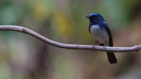 Wagging-its-tail-and-then-chirps-to-look-around,-Hainan-Blue-Flycatcher-Cyornis-hainanus,-Thailand