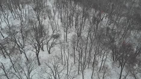Schneebedeckter-Wald,-Dröhnende-Lufthügel,-Blattlose-Bäume-Nach-Unten