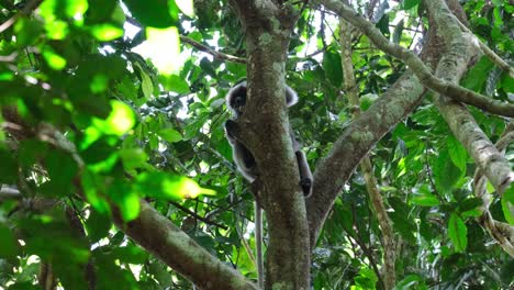 Tail-down-hiding-behind-the-tree-as-it-looks-up-and-around,-Spectacled-Leaf-Monkey-Trachypithecus-obscurus,-Thailand