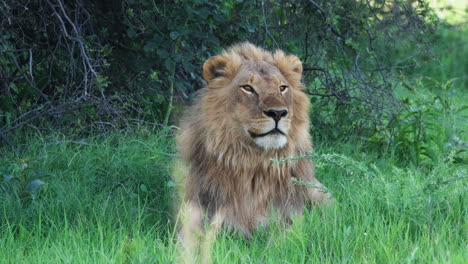 Afrikanischer-Löwe-Blickt-In-Die-Ferne,-Während-Er-Auf-Grasbewachsenem-Boden-Liegt