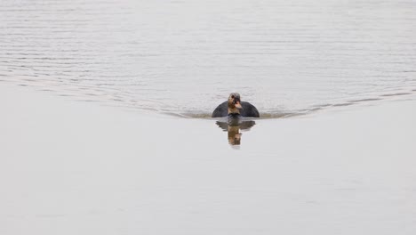 Nadando-Hacia-La-Cámara-Como-Se-Ve-En-Medio-Del-Lago,-Pato-De-Alas-Blancas-Asarcornis-Scutulata,-Tailandia
