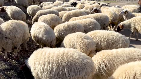 sheep-grazing-in-a-sunny-day-shepherd-herding-livestock-in-Iran-persian-culture-of-local-people-in-mountain-forest-landscape-natural-life-nature-animal-wool-fur-in-rural-village-countryside