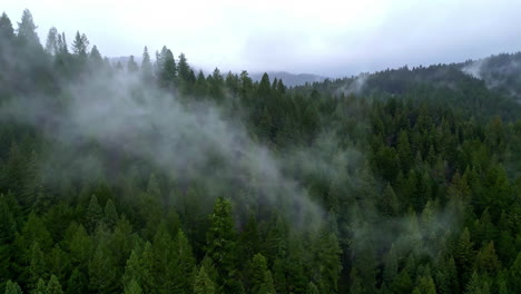 Fog-floating-above-Muir-woods-in-California,-aerial-drone-view
