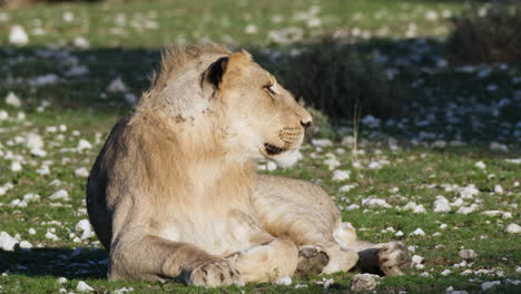Lioness-Resting-In-The-African-Savanna---Side-View,-Close-Up