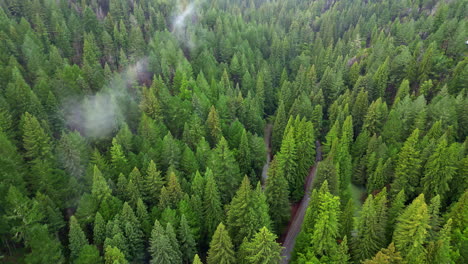 Foggy-day-in-Muir-woodland,-aerial-drone-view-of-iconic-trees