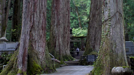 Ancient-cedar-trees-line-path-to-Okunoin-Cemetery-in-Koyasan,-serene-and-spiritual-ambiance